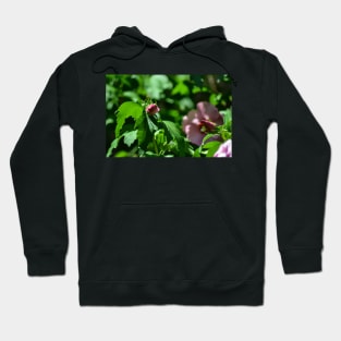 Roses Budding Hoodie